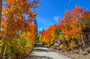 Aspens along road to Lake Sabrina-9480.jpg